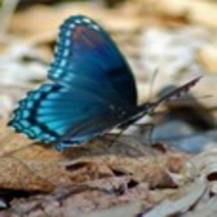 fluturi - Poze fluturi