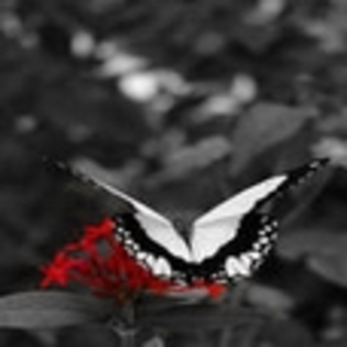 fluturi - Poze fluturi