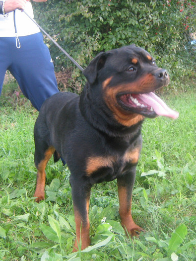 Rock3 - 07-Produsi Rottweiler