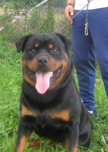 Rock4 - 07-Produsi Rottweiler