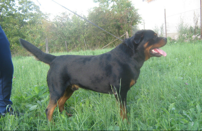 Rock 5 - 07-Produsi Rottweiler