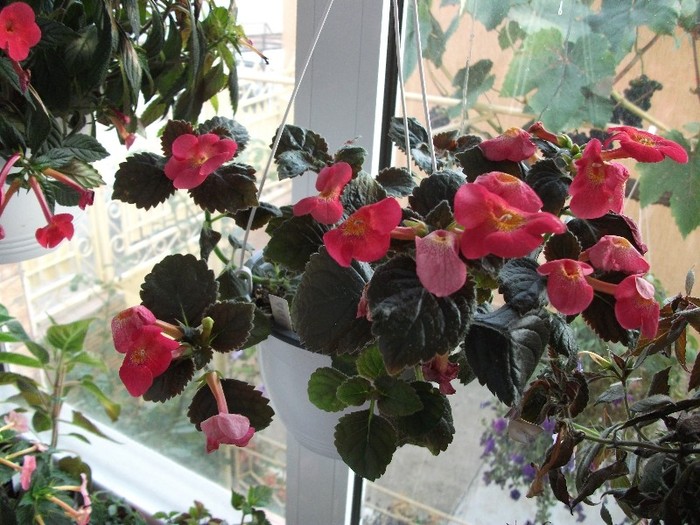 071 - Achimenes 2011