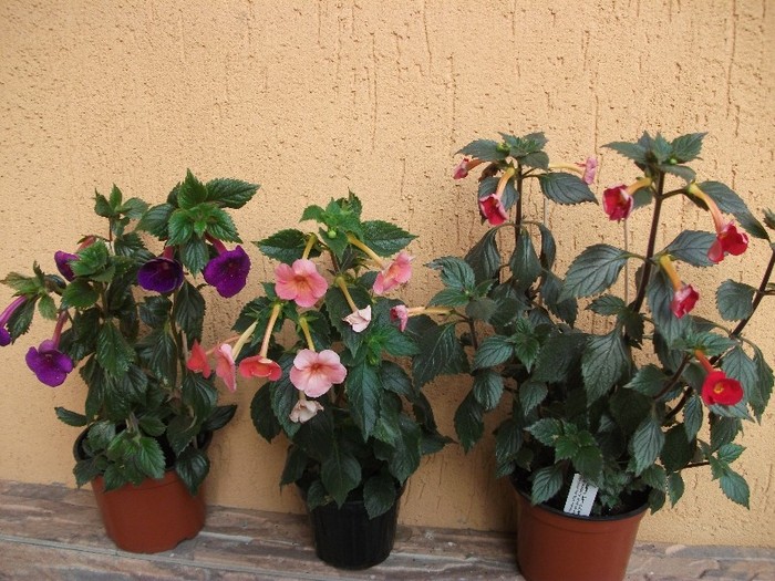 120 - Achimenes 2011