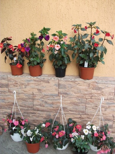 121 - Achimenes 2011