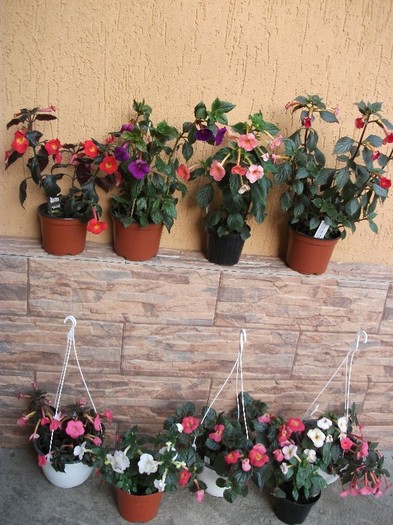 124 - Achimenes 2011