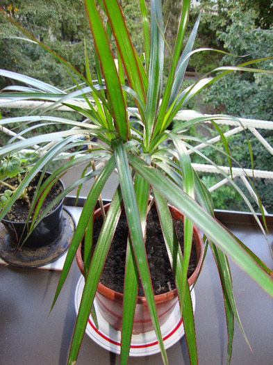 DRACENA - FLORILE MELE-2011