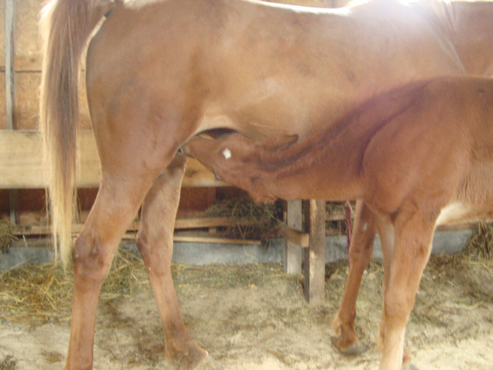 DSC03407 - ferma