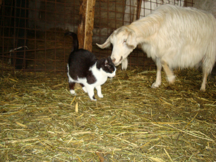 DSC03450 - ferma