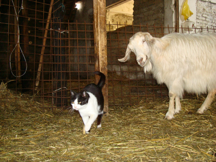 DSC03453 - ferma