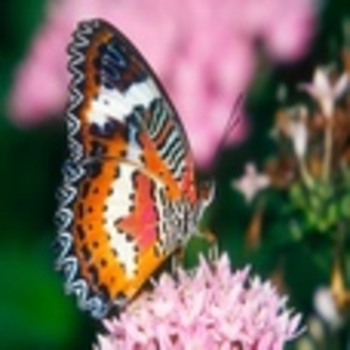 fluturi - Poze fluturi