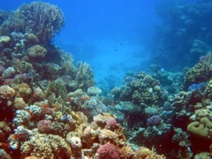 7460 - Recife de corali