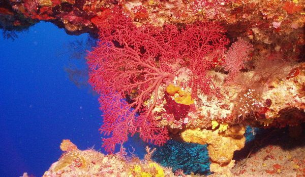 recif - Recife de corali