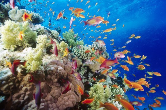 Recif-de-corali-sudul-Marii-Rosii-langa-Safaga-Egipt - Recife de corali