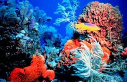recifi-de-corali - Recife de corali