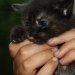 pisica neagra - Pui de pisica