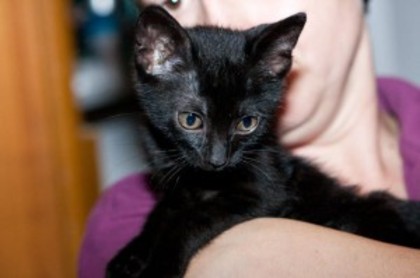 pisica neagra 2 - Pui de pisica