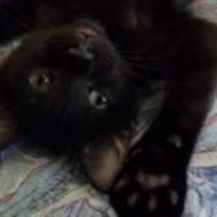 pisica neagra 3 - Pui de pisica
