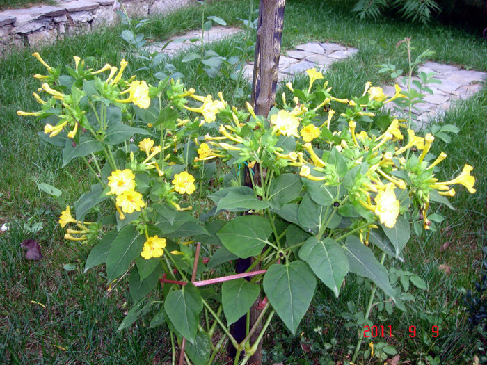 DSC01654 - Vara 2011