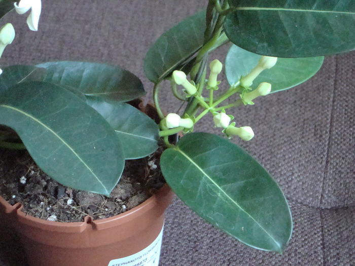 DSC09493; MIROASE SUPERBBBB
