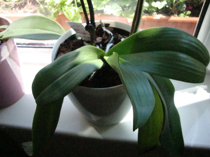 ORHIDEE; FRUNZE DE LA ORHIDEE ALBA.2011
