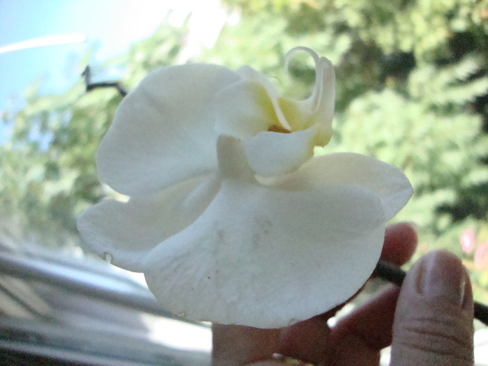 ORHIDEE; ORHIDEE ALBA..2011
