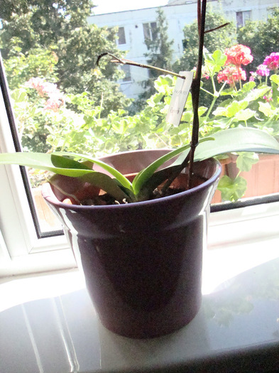 ORHIDEE SICLAM; ORHIDEE SICLAM
