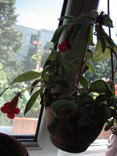 - Kohleria; CLOPOTEI
