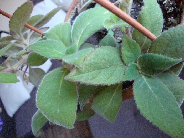 - Kohleria; FRUNZE CLOPOTEI
