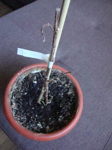 BULGARE DE ZAPADA; CUMPRATA DE LA BAKKER,,,BULGARE DE ZAPADA&quot;
