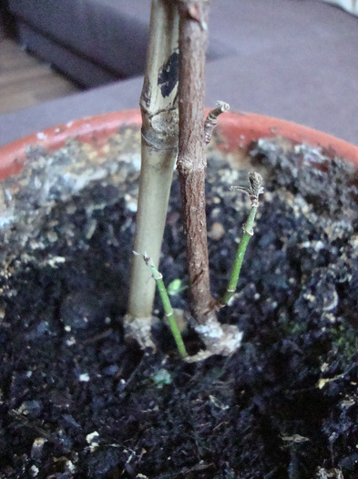 BULGARE DE ZAPADA; CUMPRATA DE LA BAKKER&quot;BULGARE DE ZAPADA&quot;
