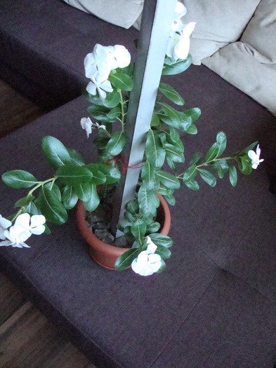 DSC09511; CINE STIE CUM SE NUMESTE SA IMI SPUNA SI MIE????AM CUMPARAT-O DIN PIATA,,DAR NU STIU CUM SE NUMESTE!
