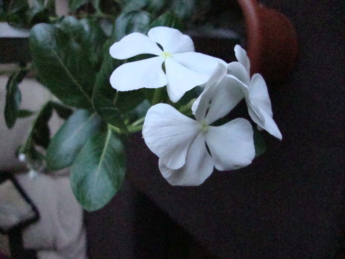 DSC09513; CRESTE FF REPEDE,,FACE FLORI INTR-UNA,,,CAD FLORI,,SI APAR ALTELE,,,ESTE PLINA DE FLORI!!SUPERBA..
