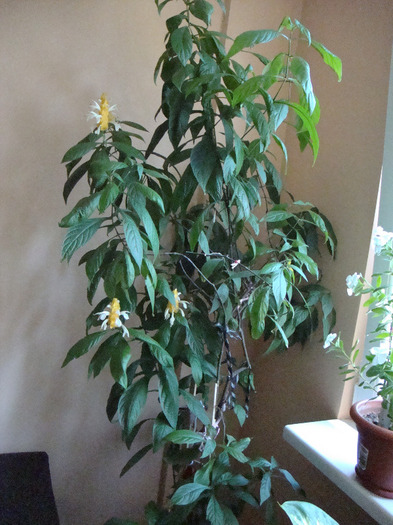 Pachystachys Lutea; ---POZA NR 1:  Descriere completa Pachystachys Lutea
Generale 	
Categorie 	Plante de interior
Uti
