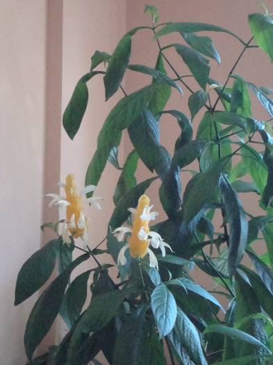 Pachystachys Lutea; ---POZA NR 1:  Descriere completa Pachystachys Lutea
Generale 	
Categorie 	Plante de interior
Uti
