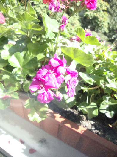 MUSCATA; MUSCATA SICLAM
