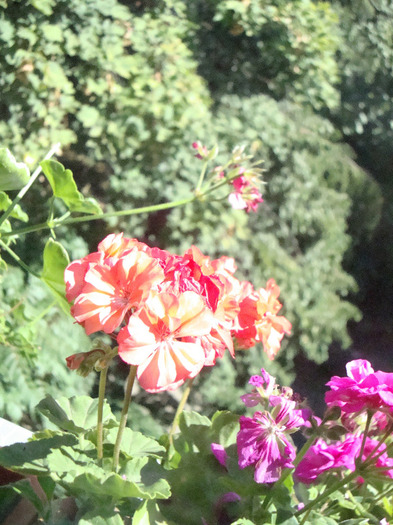 MUSCATA; MUSCATA ROZ
