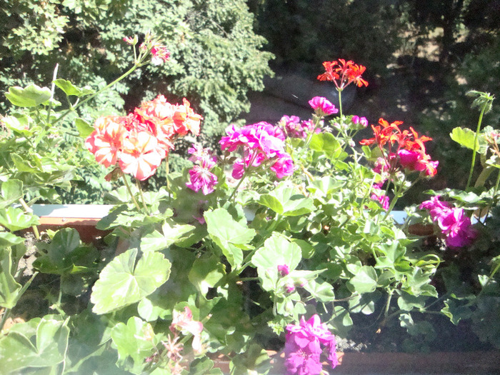 MUSCATE; MUSCATE ROZ.SICLAM
