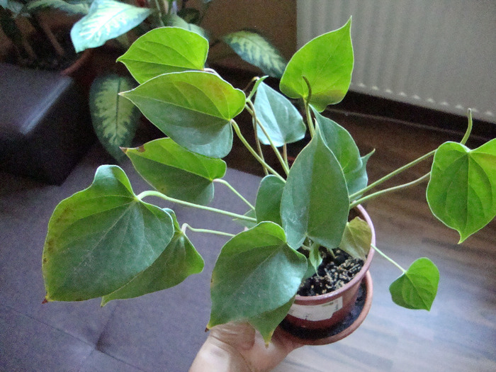 anthurium; FACE FLORI ROSIICALE
