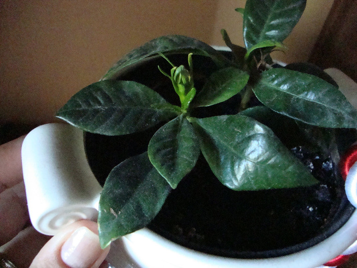 BONSAY; BOBOC =BONSAY
