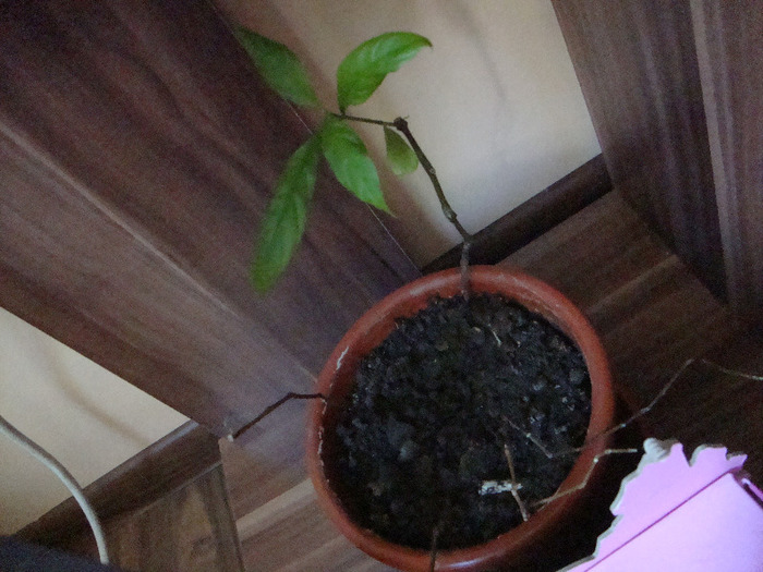 Pachystachys Lutea-LASTAR; ---POZA NR 1:  Descriere completa Pachystachys Lutea
Generale 	
Categorie 	Plante de interior
Uti
