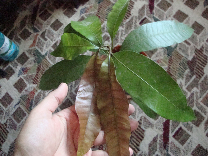 MANGO; MANGO--FRUNZELE MARO-=SUNT IESITE NOI
