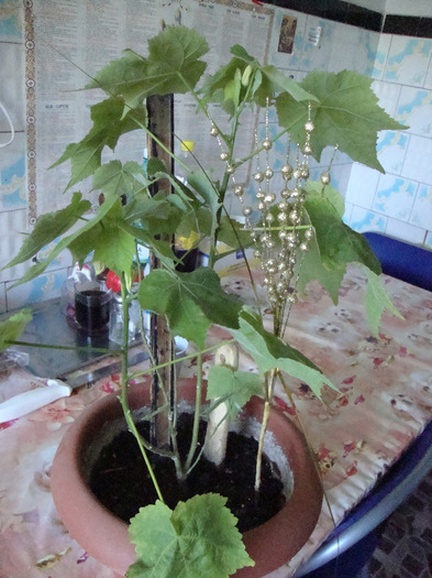 DSC09536; POM IN GENUL TRANDAFIRULUI JAPONEZ,,,,CINE STIE CUM SE NUMESTE?????
