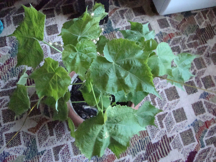 DSC09537; POM K TRAND JAPONEZ
