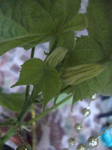 DSC09539; BOBOCI (SANT CLOPOTETI)=== IN POMUL CARE SEAMANA CU TRANDAFIRUL JAPONEZ(FRUNZELE)
