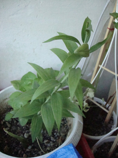 CRIN IMPERIAL; CRIN IMPERIAL
