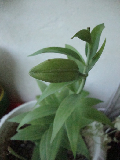 CRIN IMPERIAL; BOBOC= CRIN IMPERIAL
