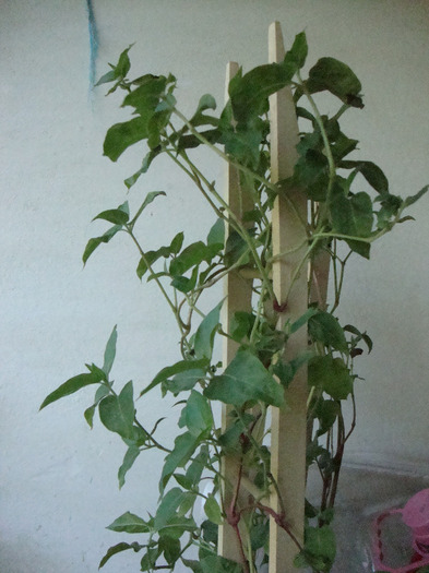 IASOMIE; IASOMIE CUMPARATA DE LA BAKKER
