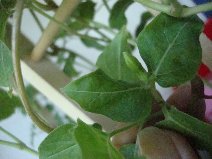 BOBOC IASOMIE; BOBOC IASOMIE
