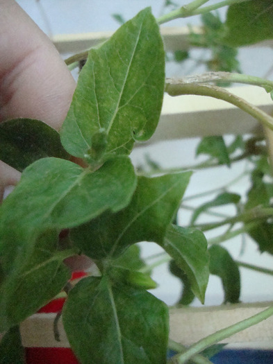 BOBOC IASOMIE; BOBOC IASOMIE
