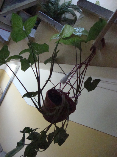 DSC09549; CINE STIE CUM SE NUMESTE??
